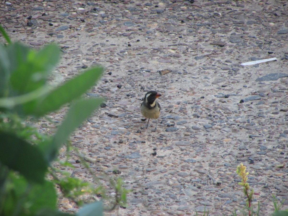 Golden-billed Saltator - ML643164451