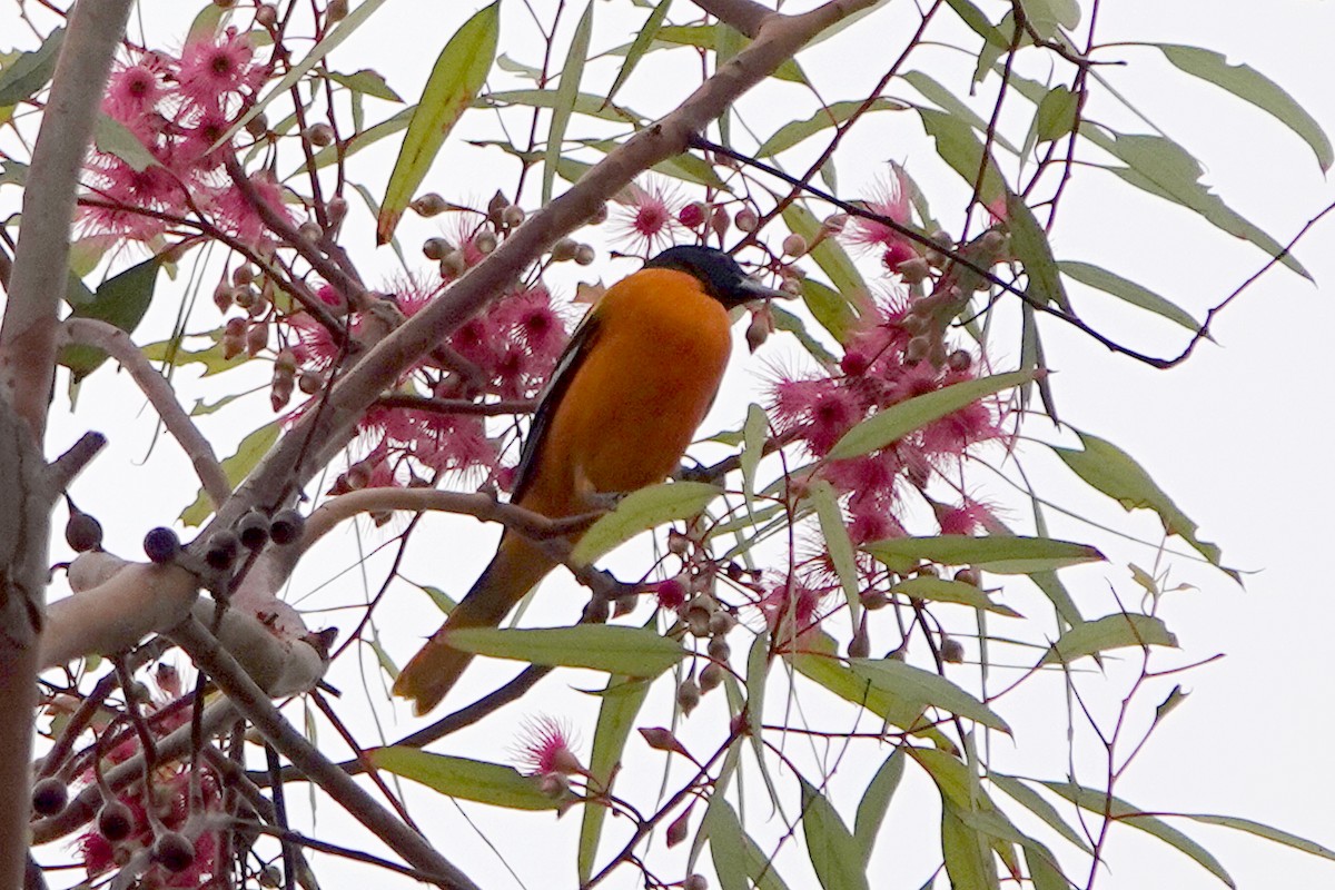 Baltimore Oriole - ML643164464