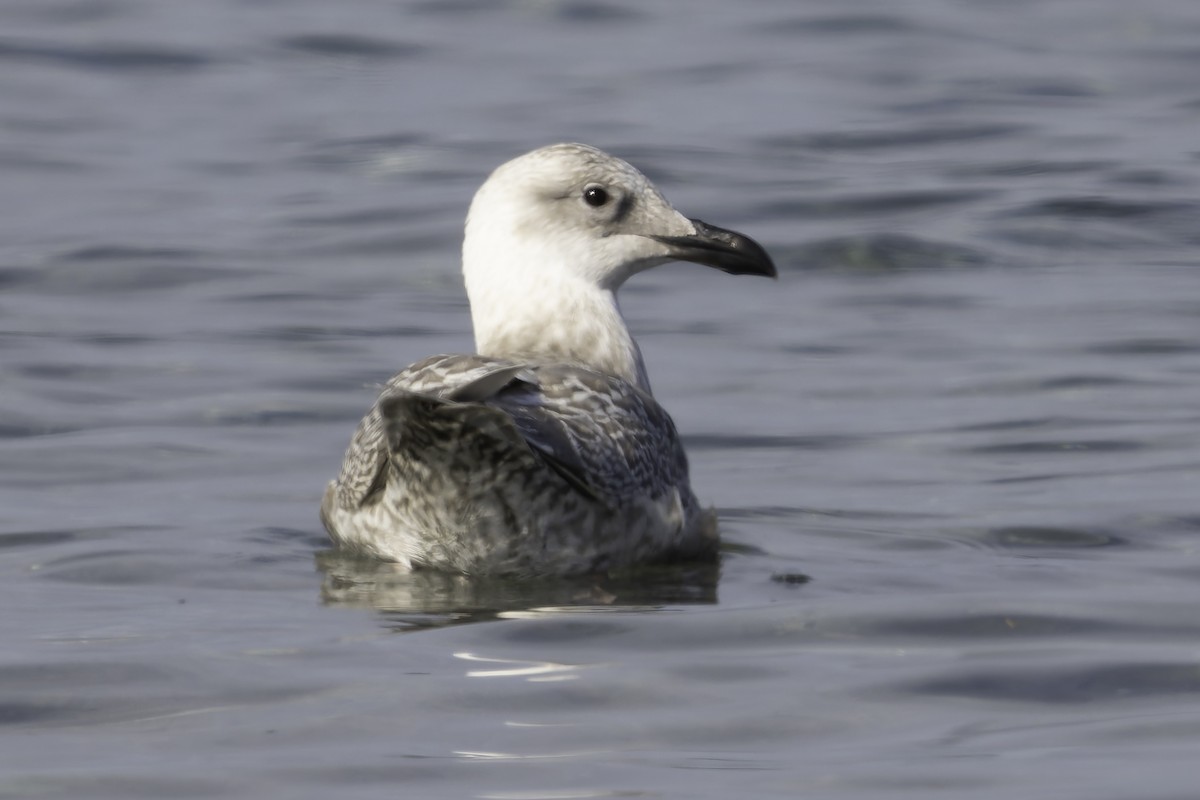 Glaucous-winged Gull - ML643164475