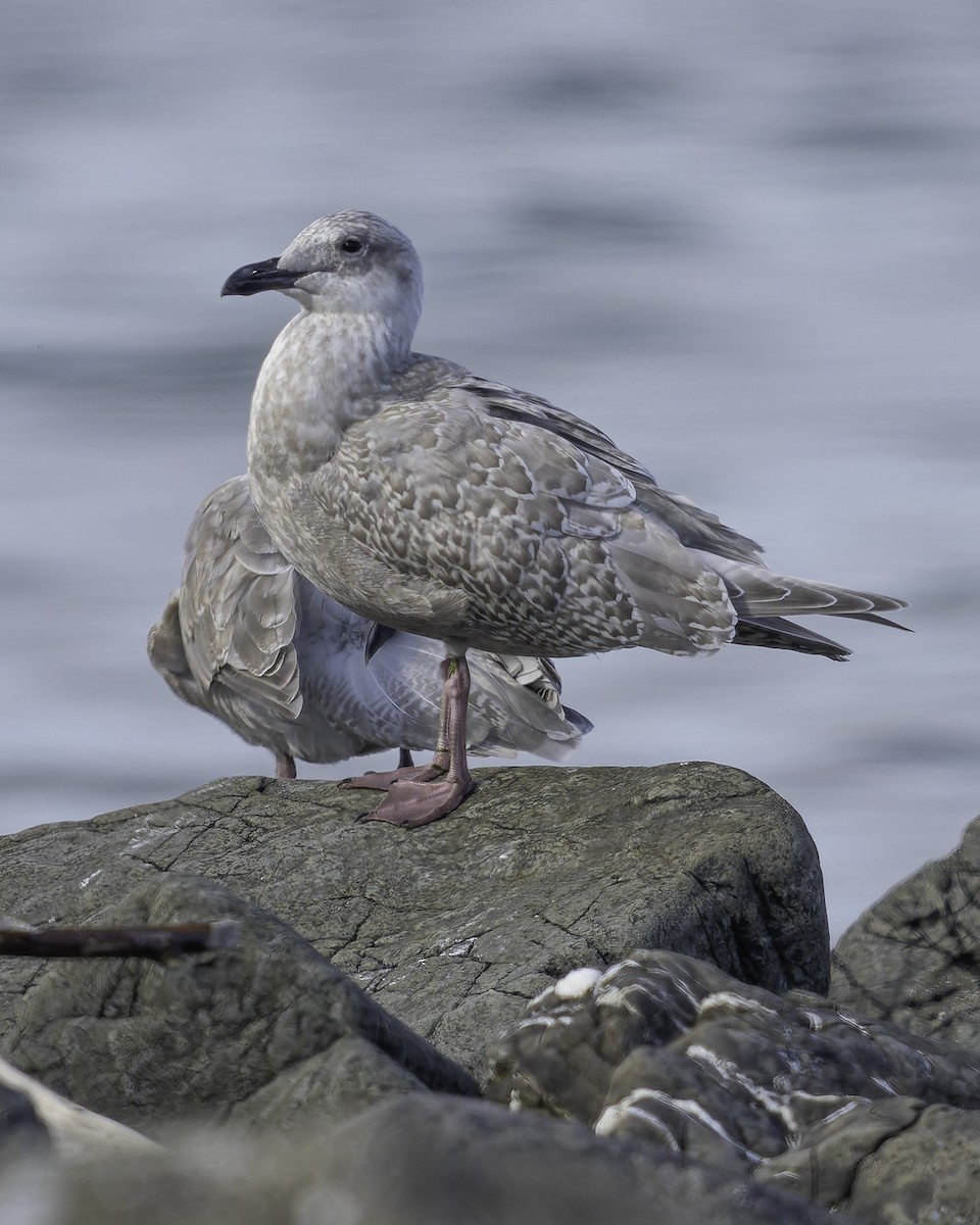 Glaucous-winged Gull - ML643164476
