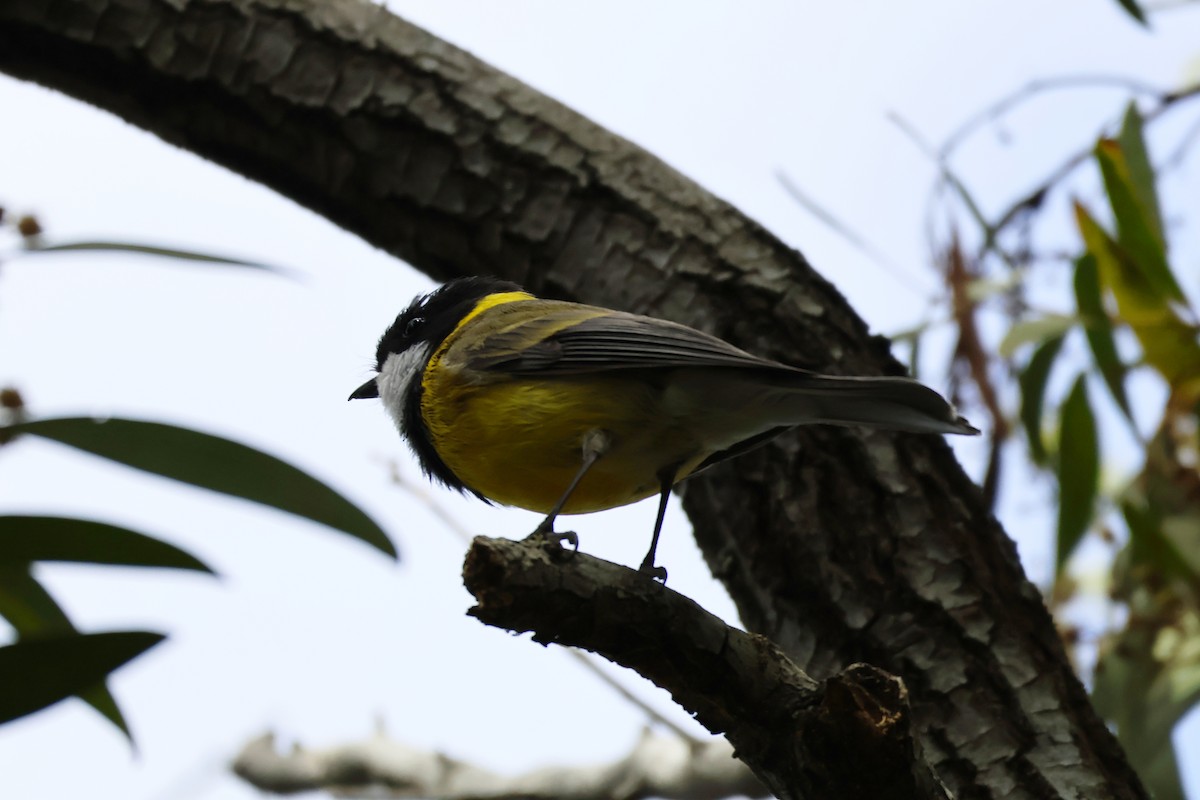 Golden Whistler - ML643164478
