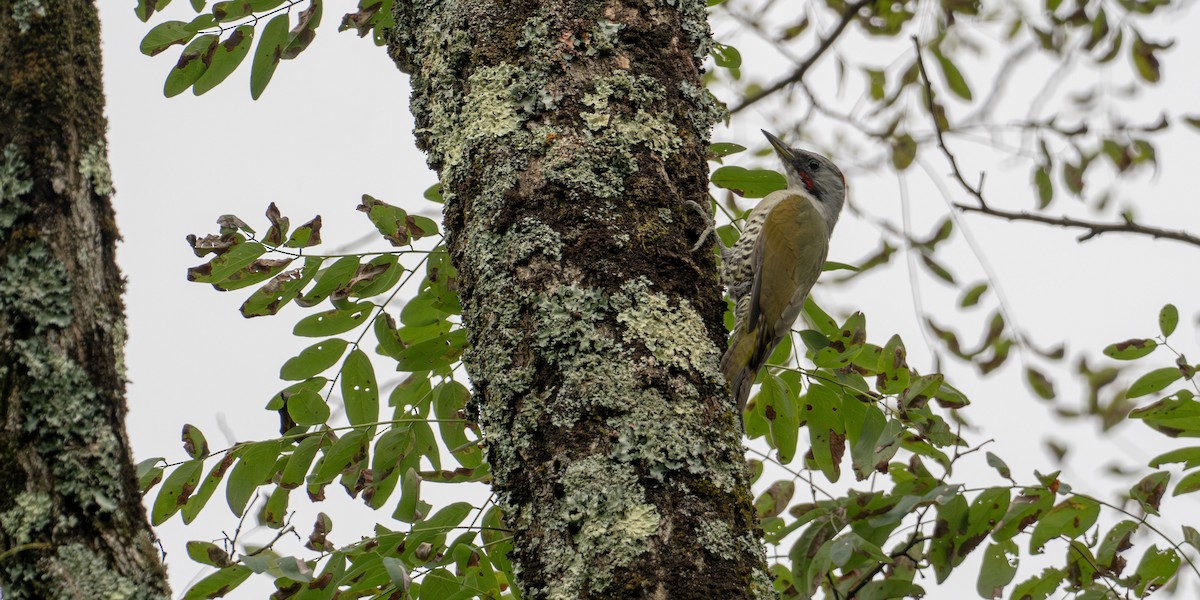 Japanese Woodpecker - ML643164490