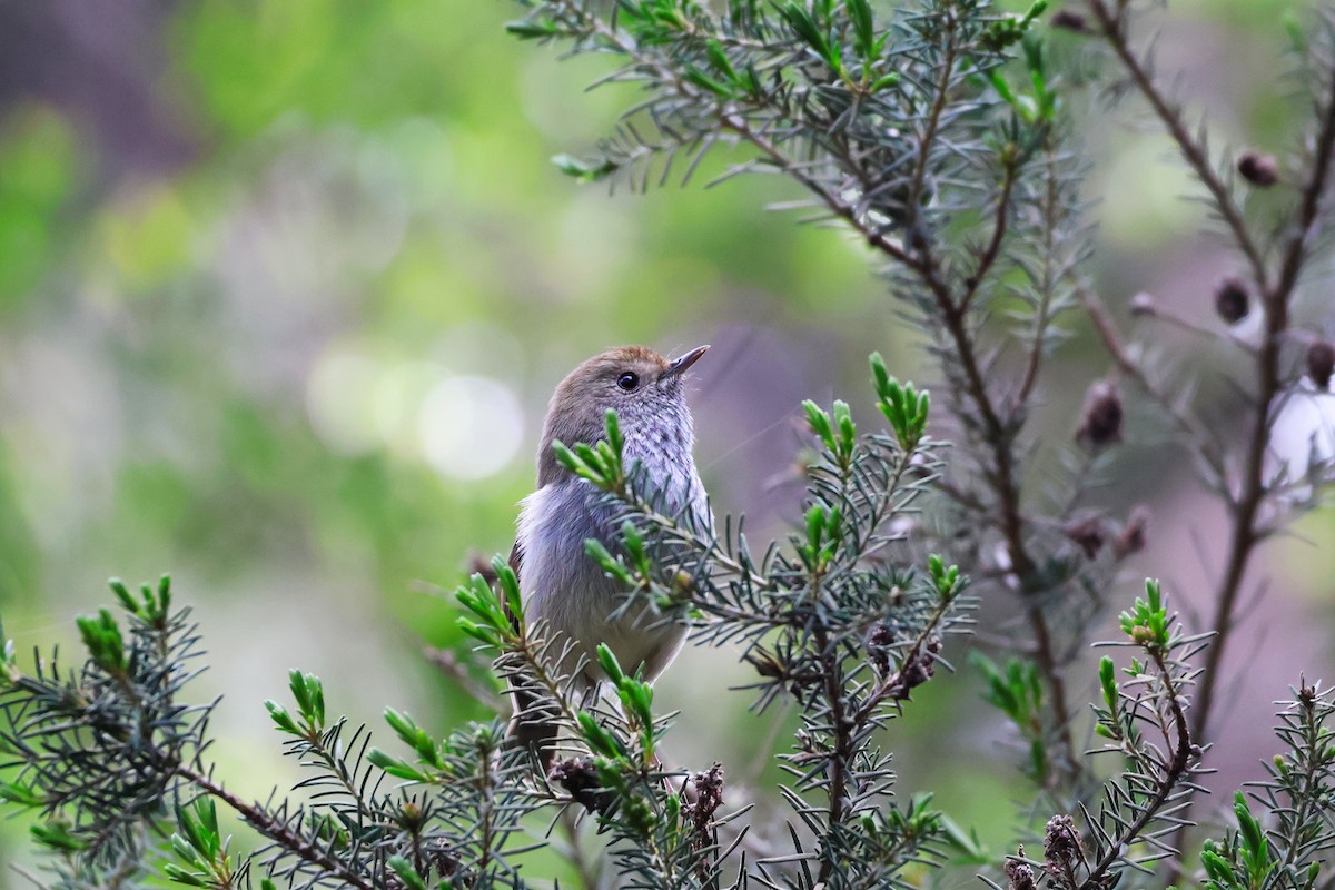 Tasmanian Thornbill - ML643164502