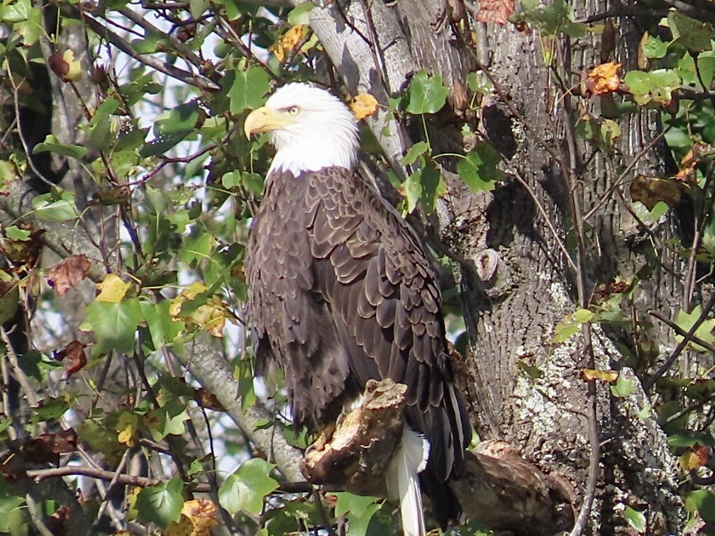 Bald Eagle - ML643164523