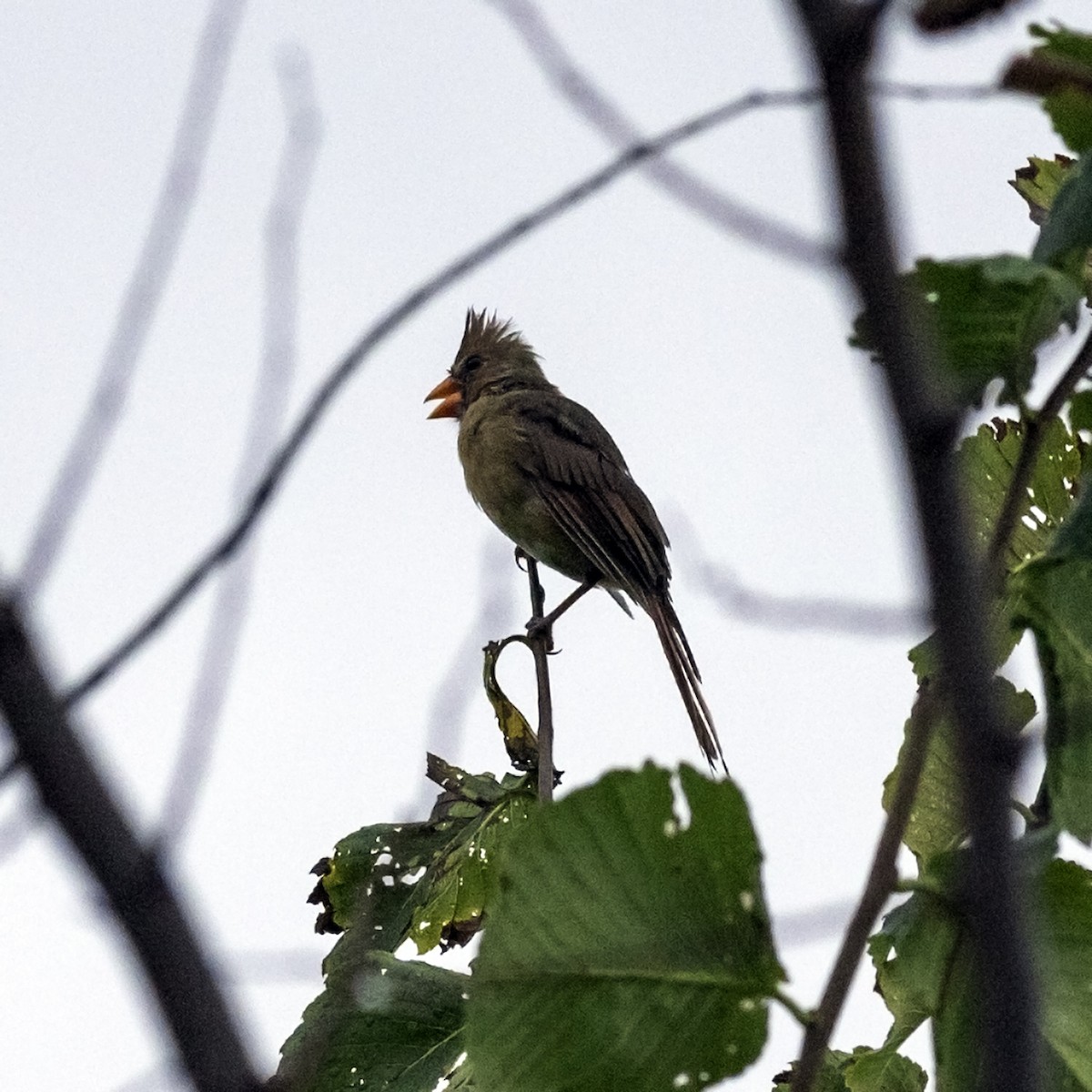 Northern Cardinal - ML643164524