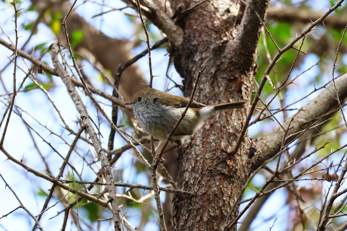 Tasmanian Thornbill - ML643164577