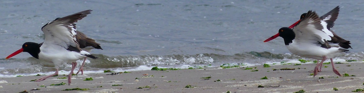 American Oystercatcher - ML643164589