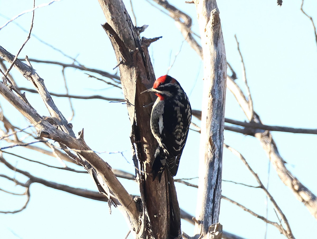 Red-naped Sapsucker - ML643164604