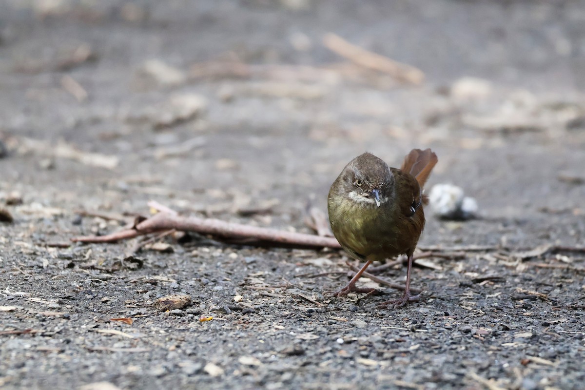 Tasmanian Scrubwren - ML643164619
