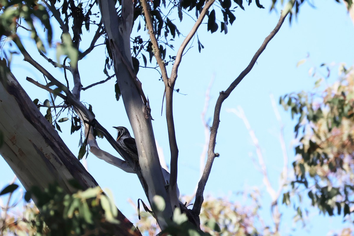 Yellow Wattlebird - ML643164629