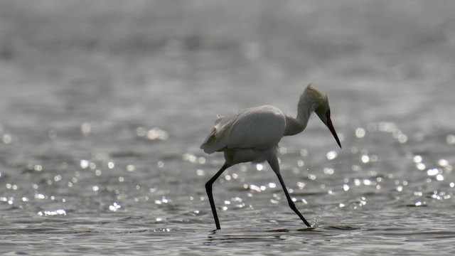 Reddish Egret - ML643164639