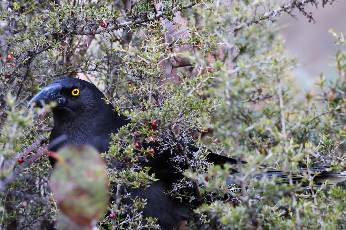 Black Currawong - ML643164644