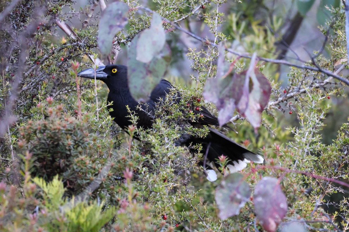 Black Currawong - ML643164646