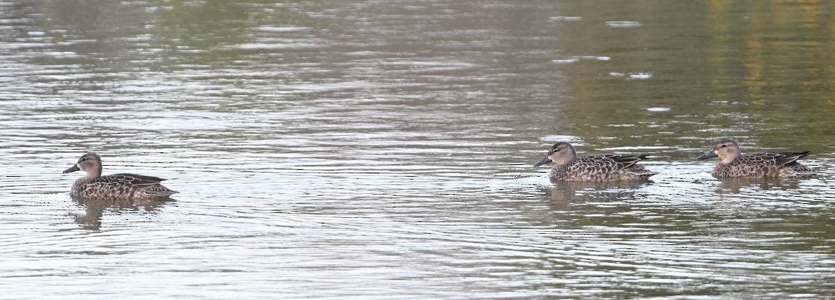 Blue-winged Teal - ML643164658