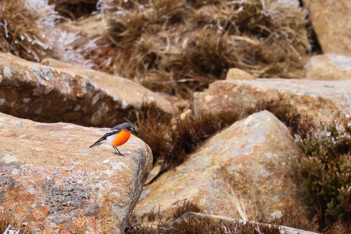 Flame Robin - ML643164684