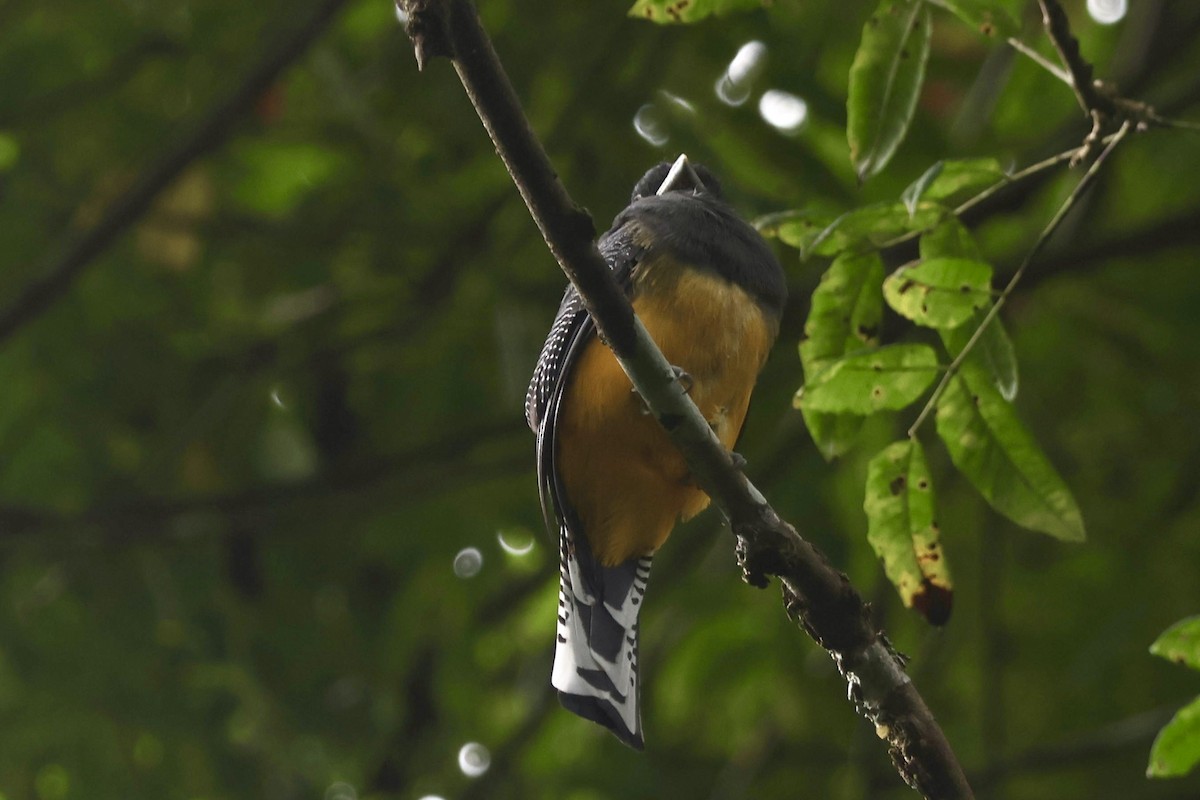 Gartered Trogon - ML643164700