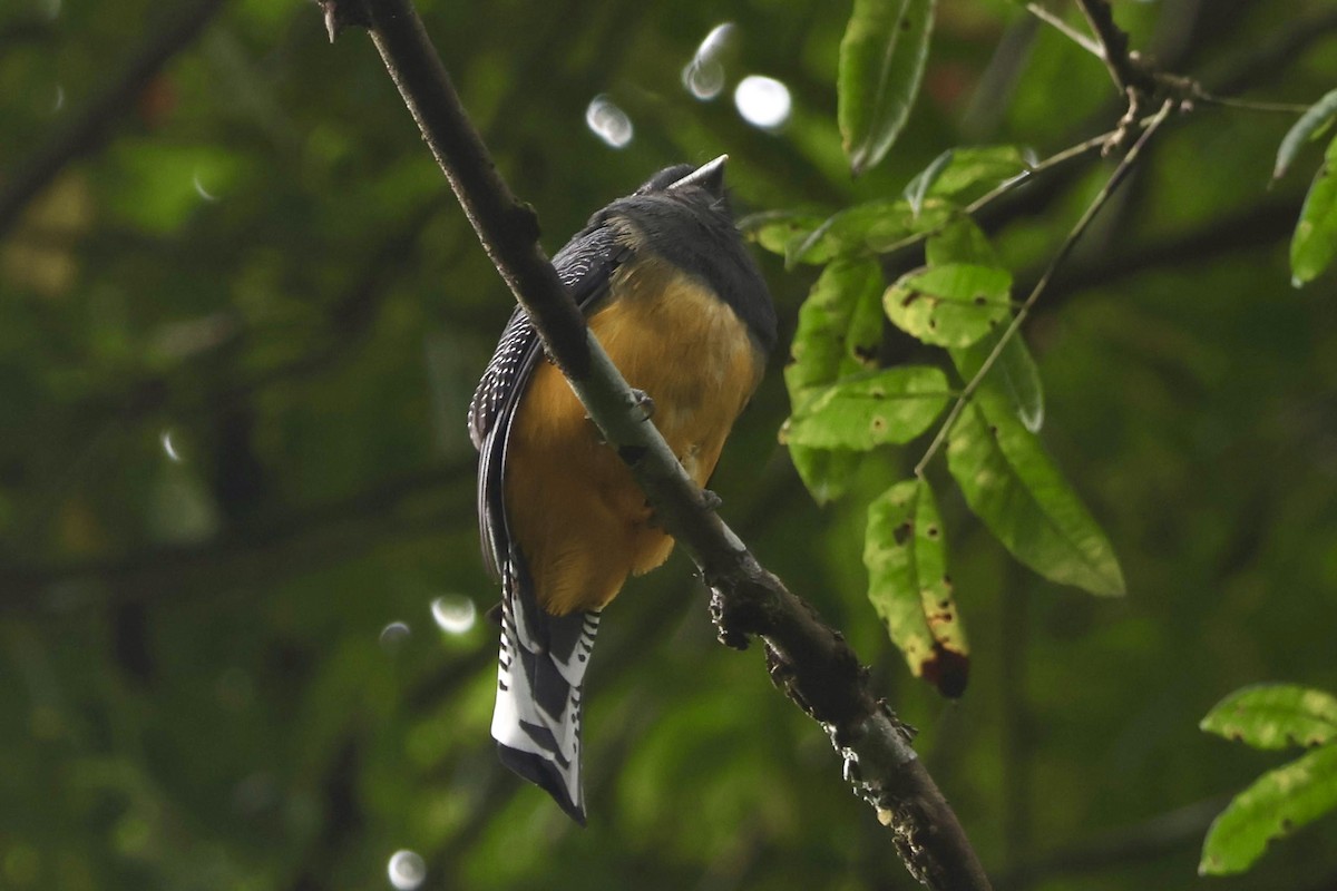 Gartered Trogon - ML643164701