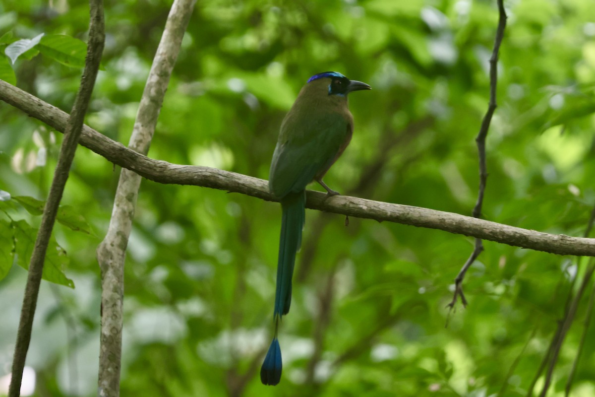 Motmot caraïbe - ML643164712