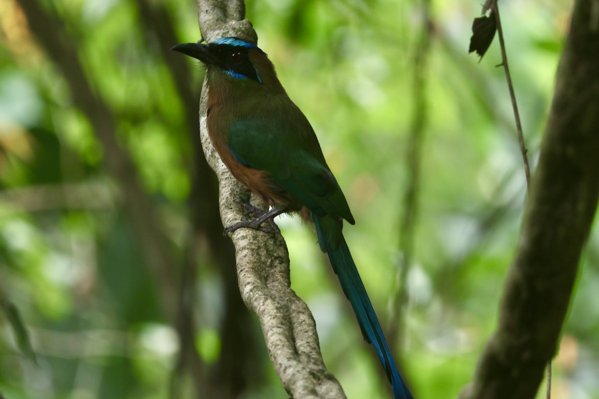 Motmot caraïbe - ML643164713