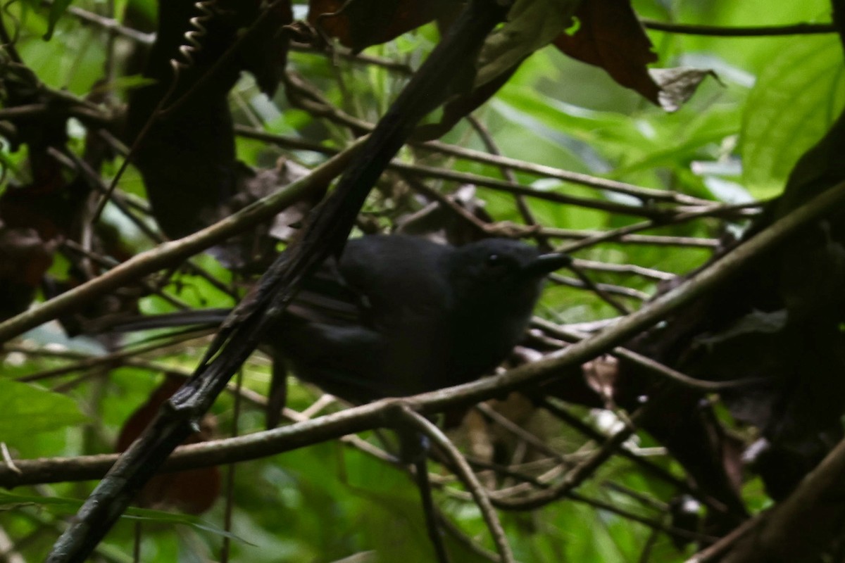 Dusky Antbird - ML643164722
