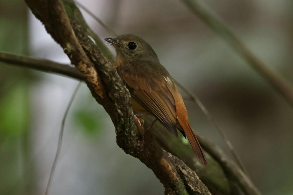 Ruddy-tailed Flycatcher - ML643164727