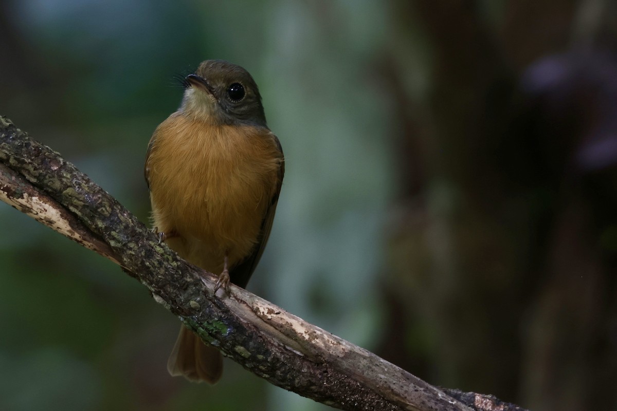Ruddy-tailed Flycatcher - ML643164728