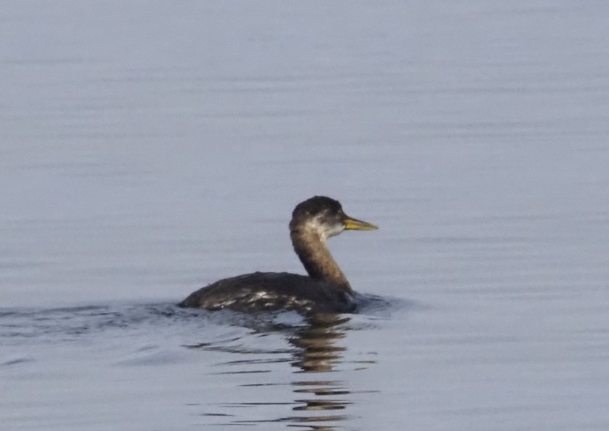 赤頸鸊鷉 - ML643164733