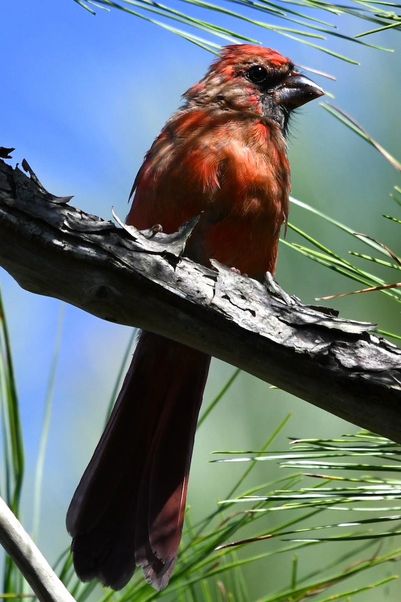 Northern Cardinal - ML643164742