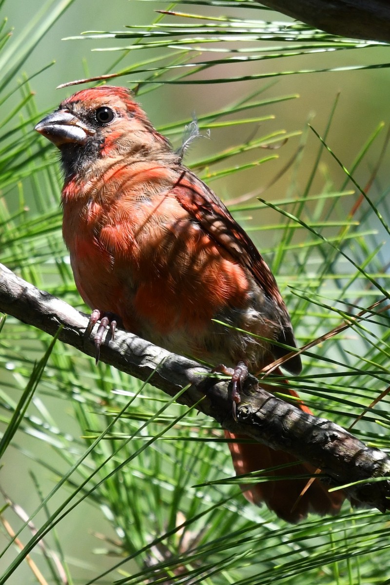 Northern Cardinal - ML643164743