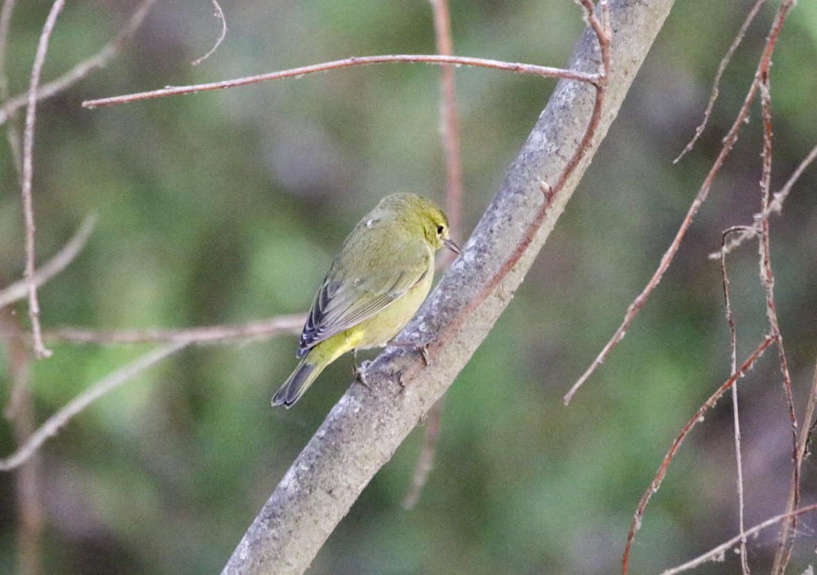 Orange-crowned Warbler - ML643164748