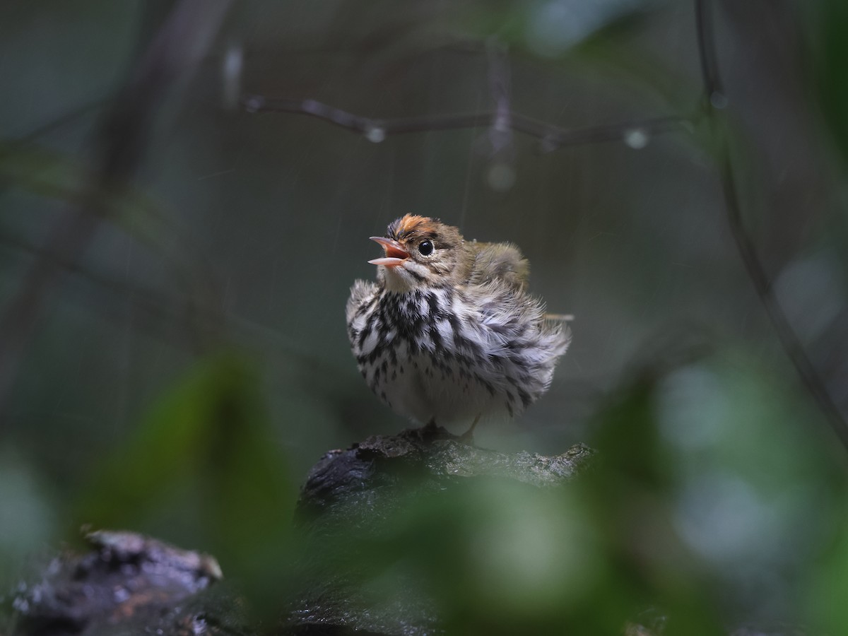 Ovenbird - ML643164765