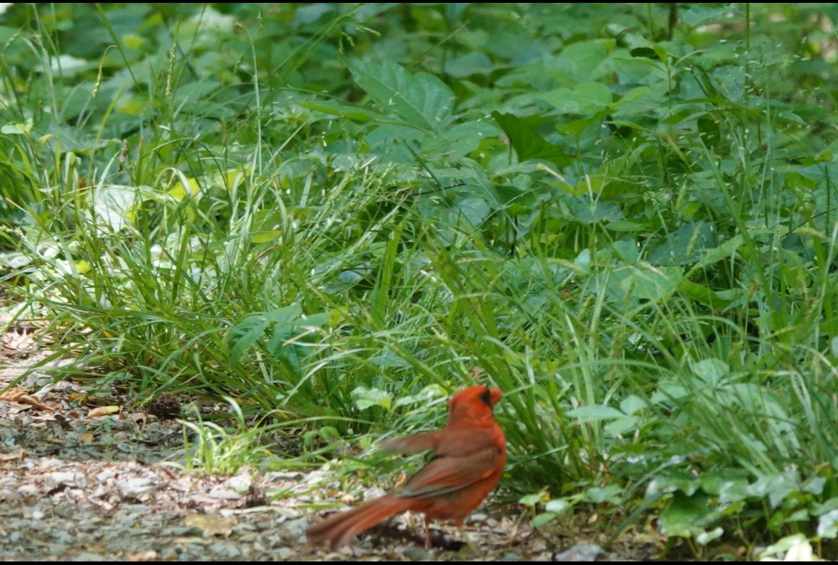 Northern Cardinal - ML643164779