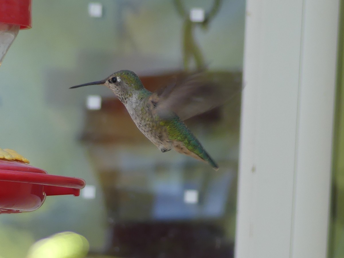 アンナハチドリ - ML643164792