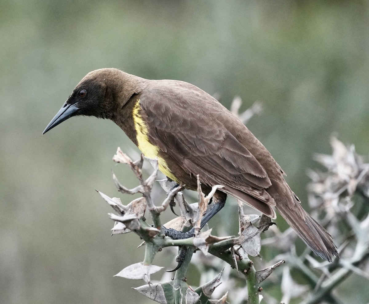 Brown-and-yellow Marshbird - ML643164793