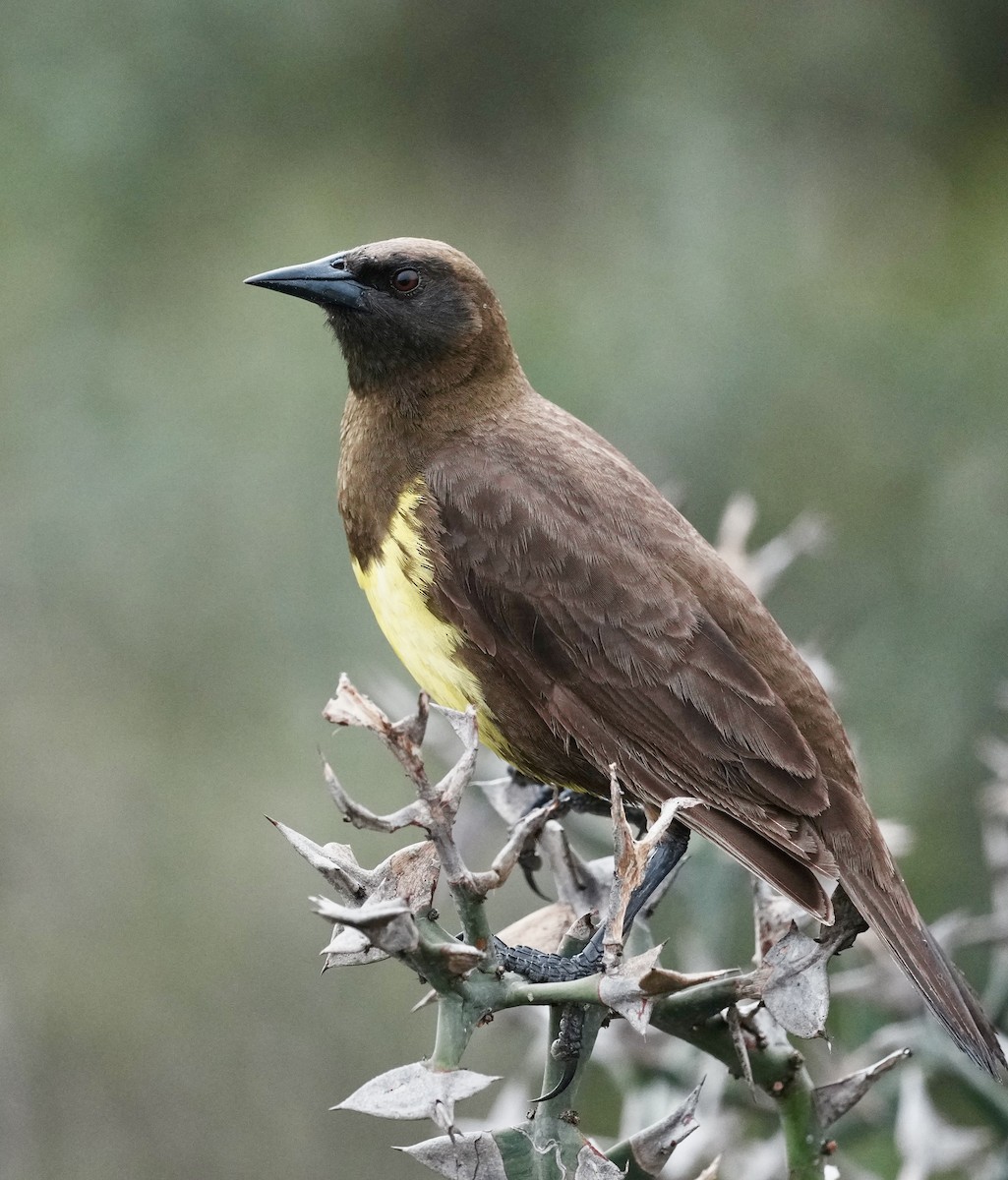 Brown-and-yellow Marshbird - ML643164794