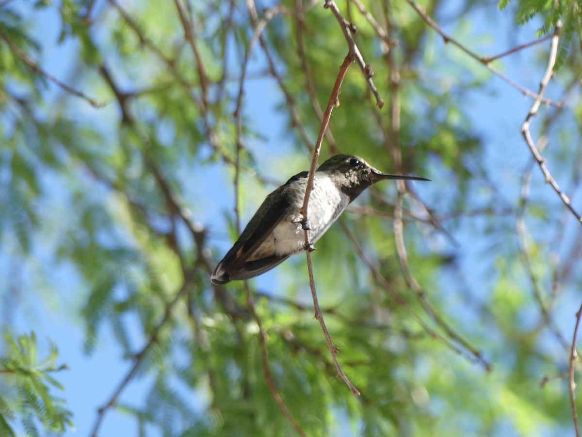 コスタハチドリ - ML643164797