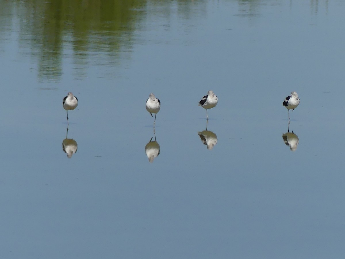 アメリカソリハシセイタカシギ - ML643164808