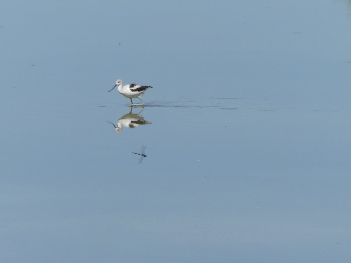 アメリカソリハシセイタカシギ - ML643164809