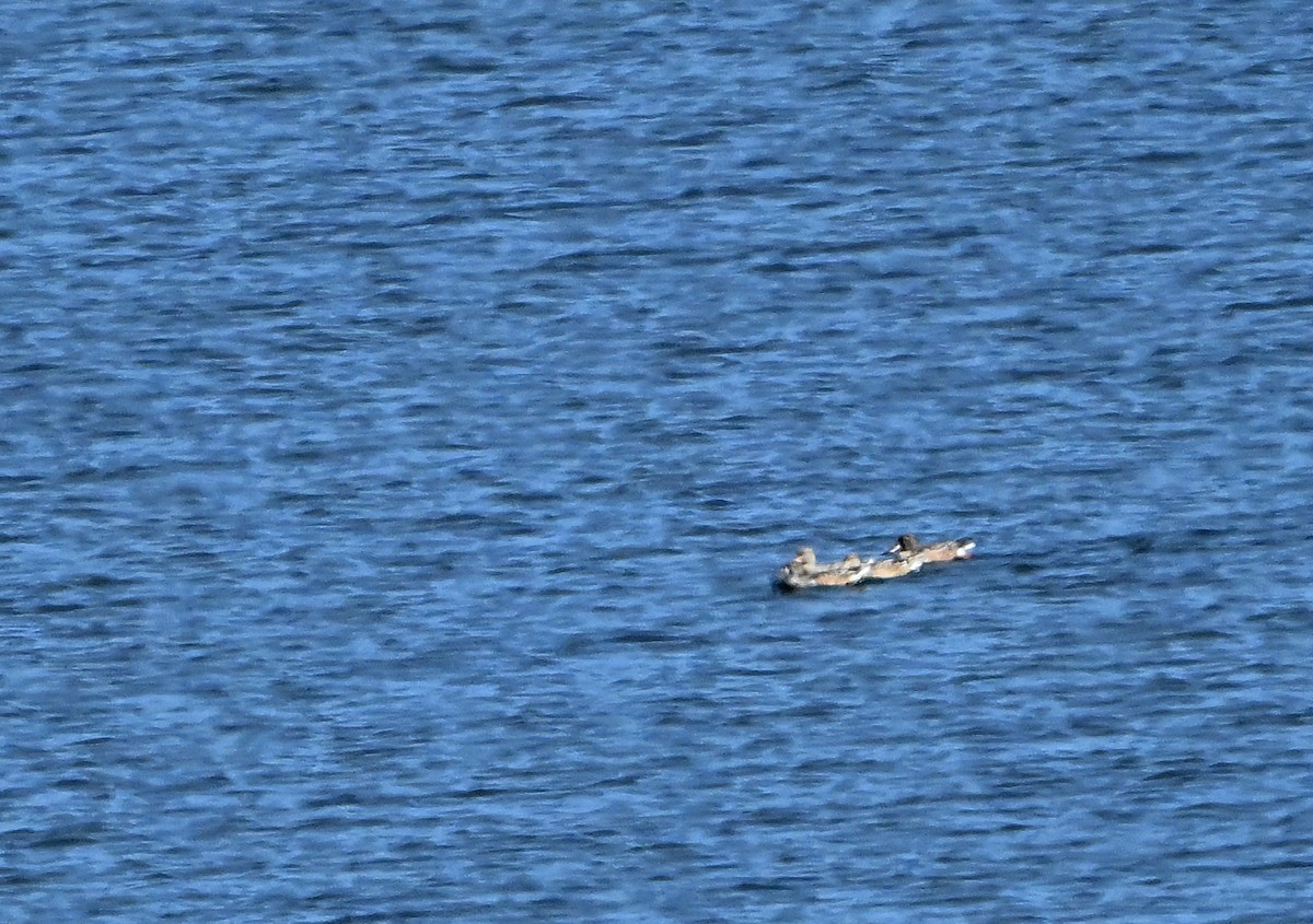 Blue-winged Teal - ML643164829
