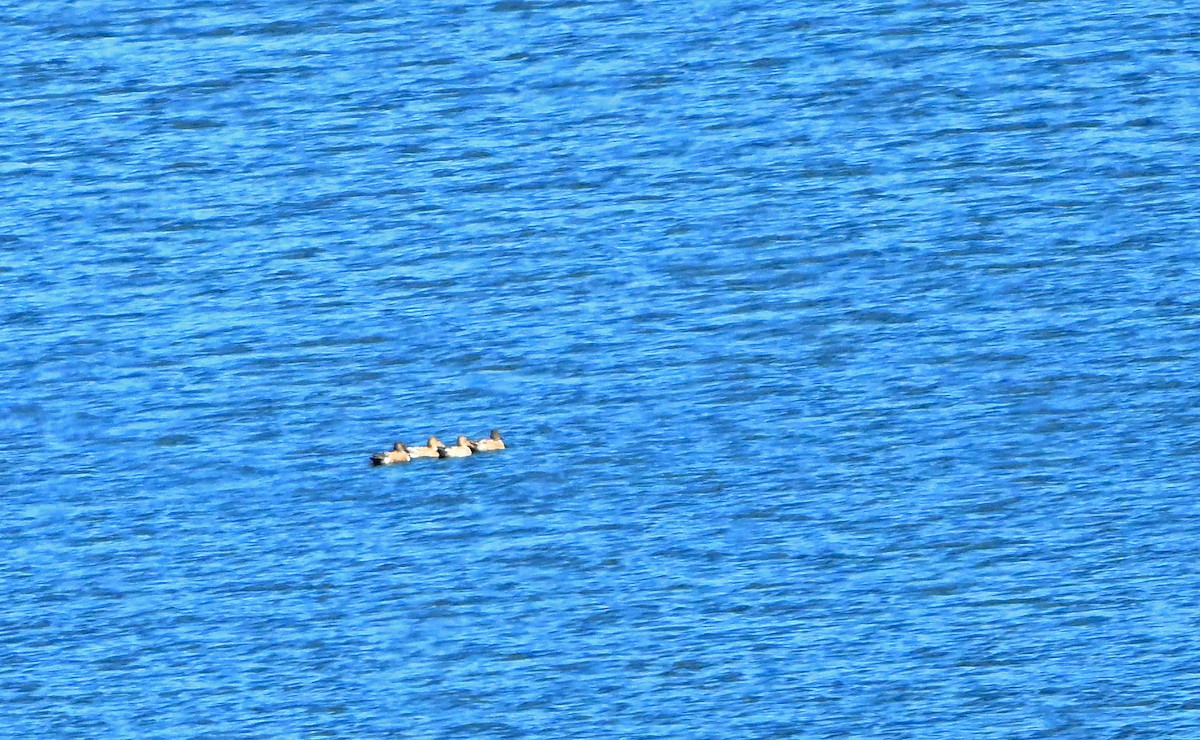 Blue-winged Teal - ML643164831