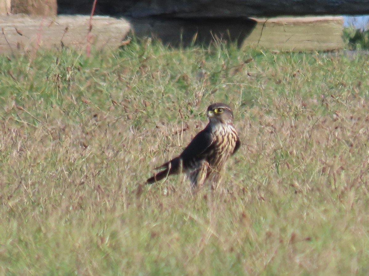 コチョウゲンボウ - ML643164833