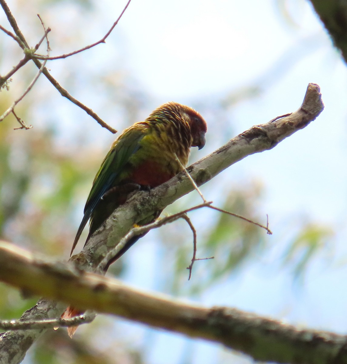 Painted Parakeet - ML643164846