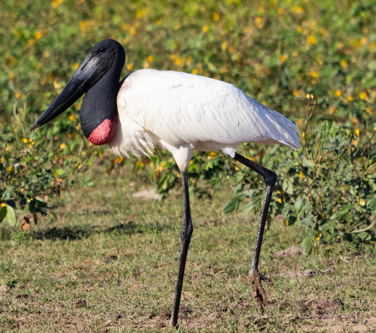 jabirustork - ML643164849