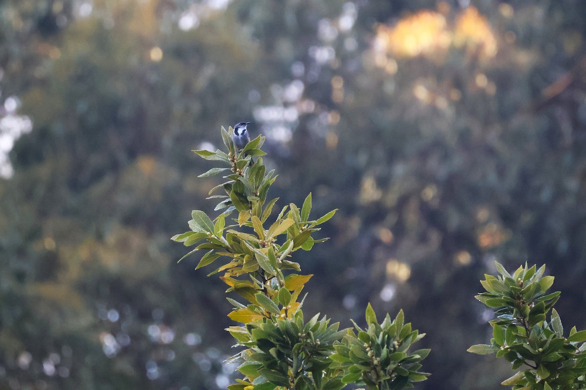Crescent Honeyeater - ML643164850