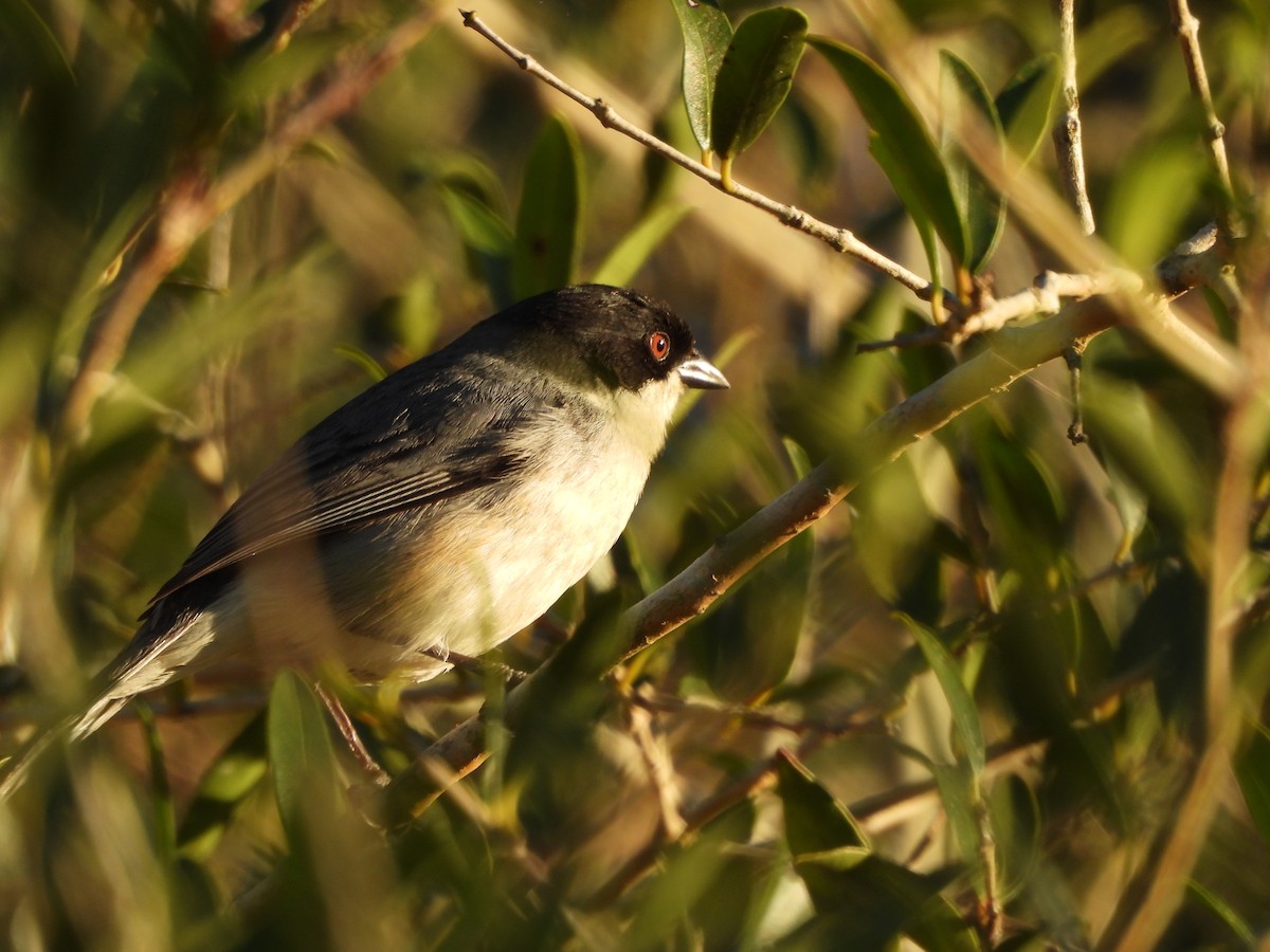 Black-capped Warbling Finch - ML643164854