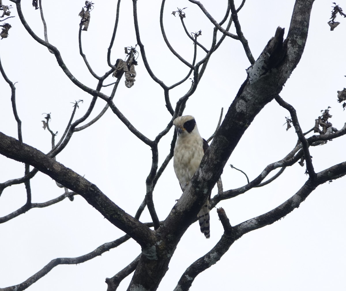 Kahkahacı Doğan - ML643164856