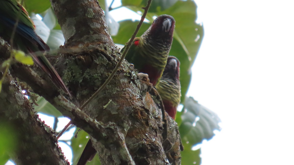 Painted Parakeet - ML643164863