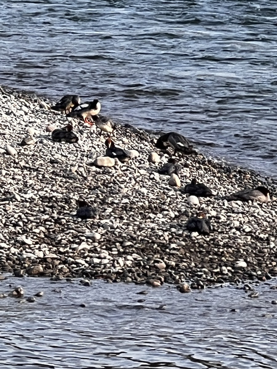 川秋沙 - ML643164865