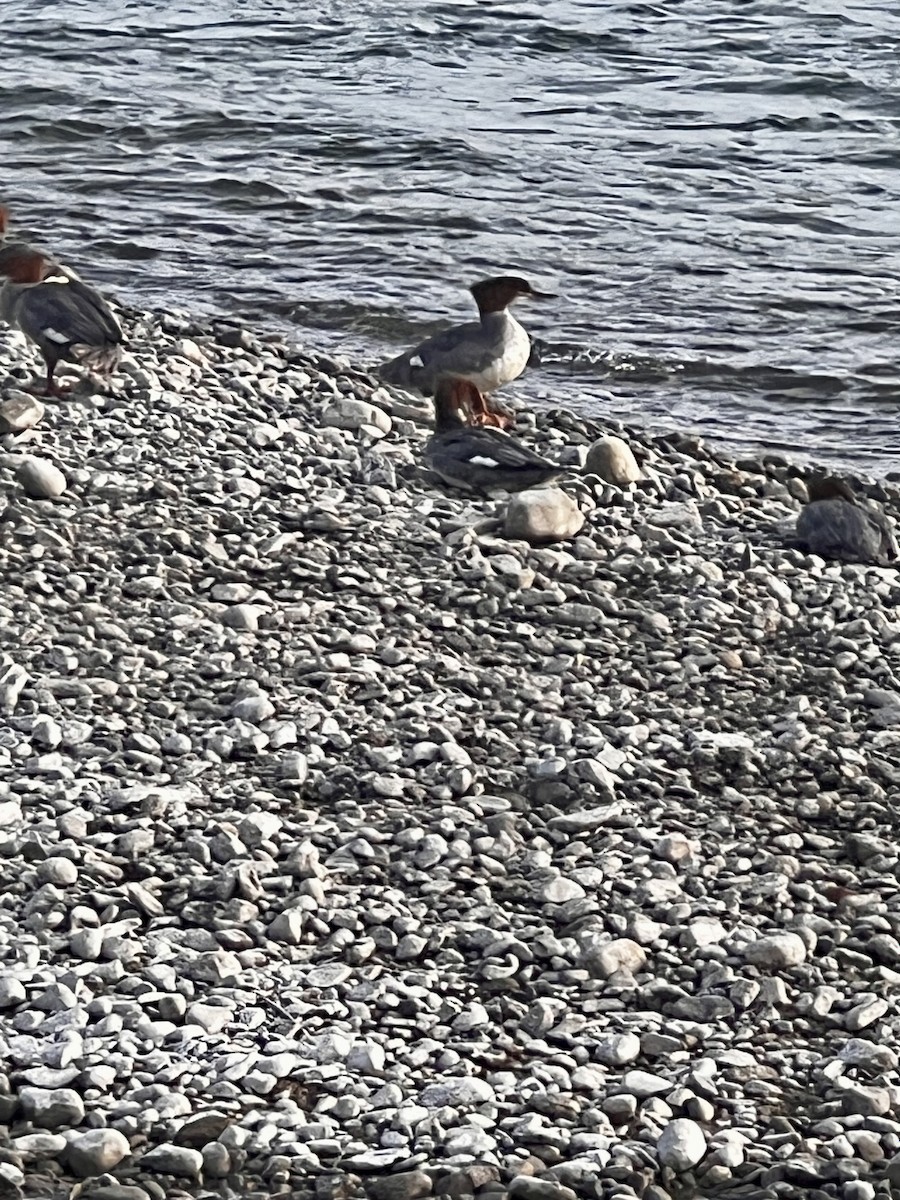 Хумхин бохио - ML643164866