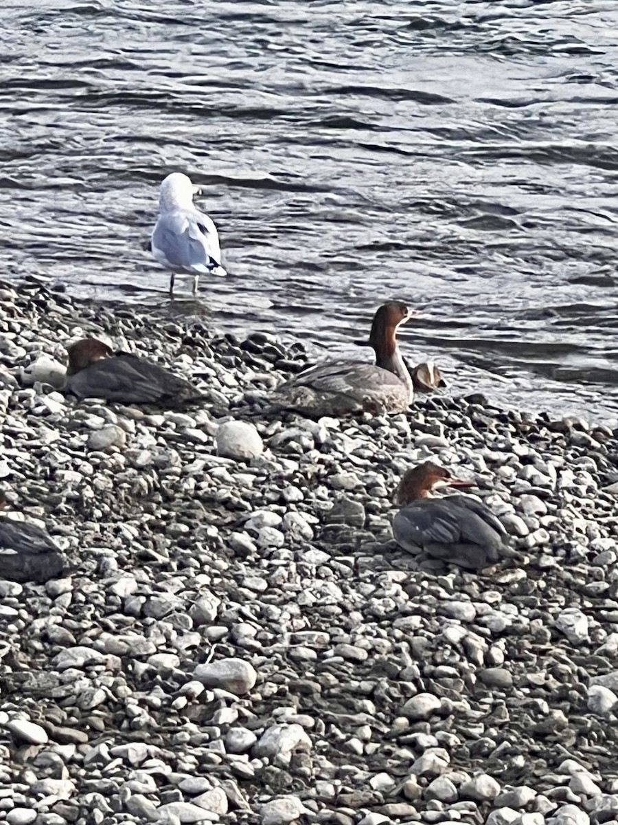 Хумхин бохио - ML643164869